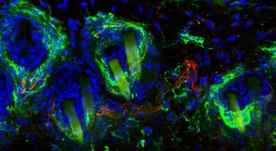 Scientists at EMBL Rome Develop New Method that Uses Light to Manage Neuropathic Pain in Mice