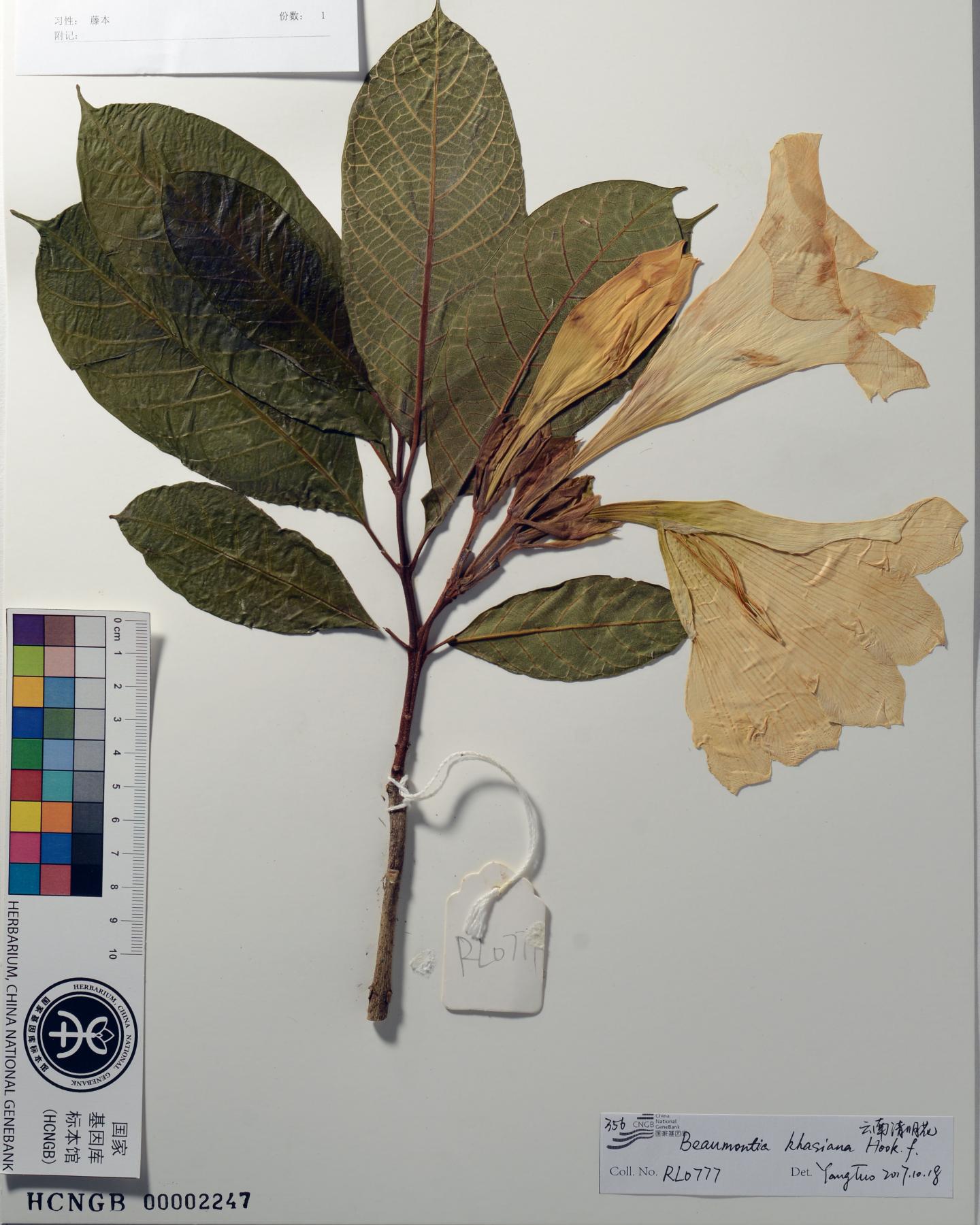 Herbarium Specimen Prepared for Digitization