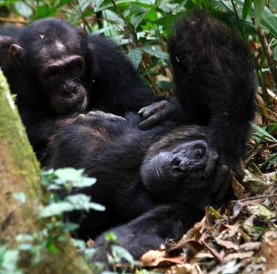 Grooming Chimpanzees