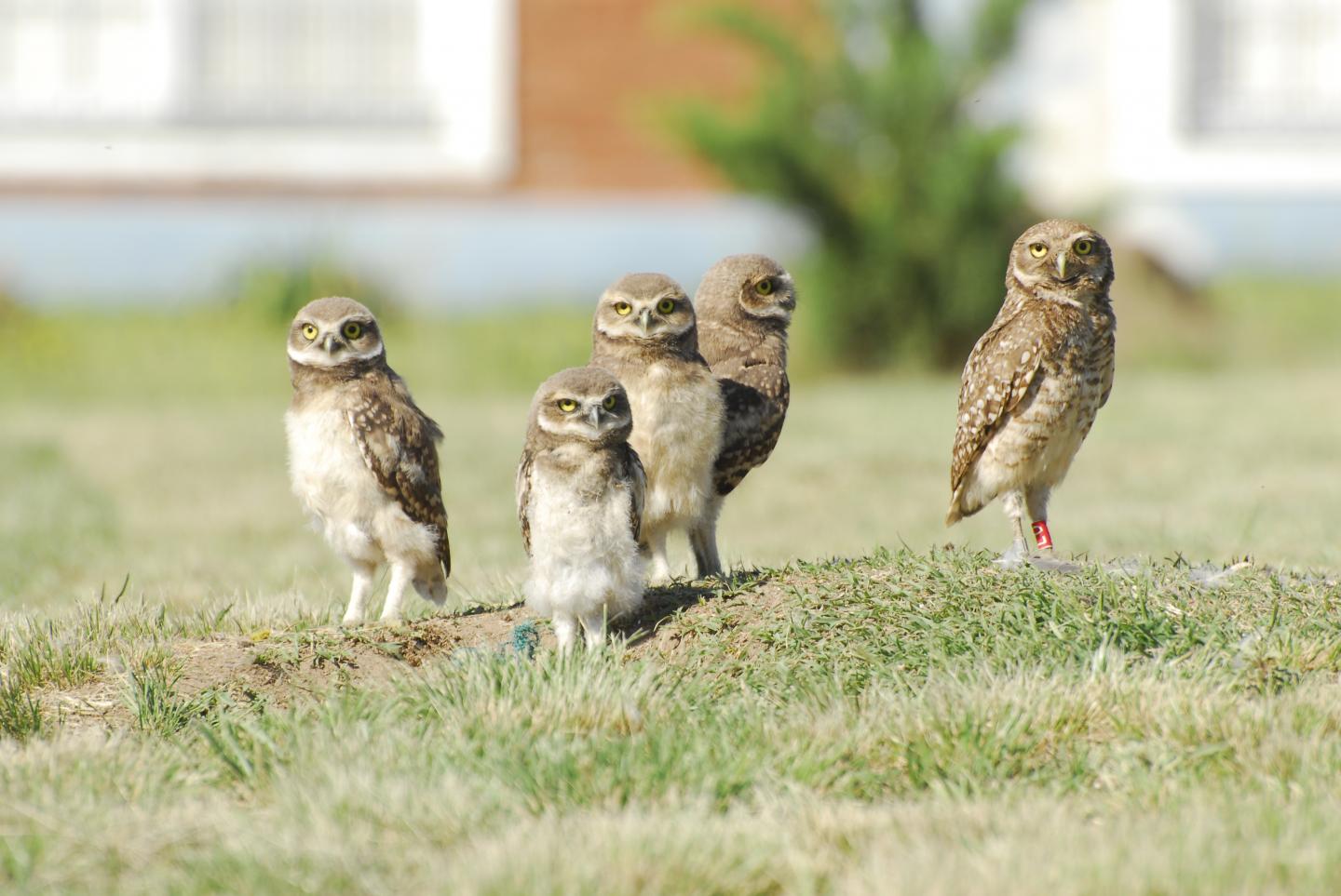 Burrowing Owls in South America