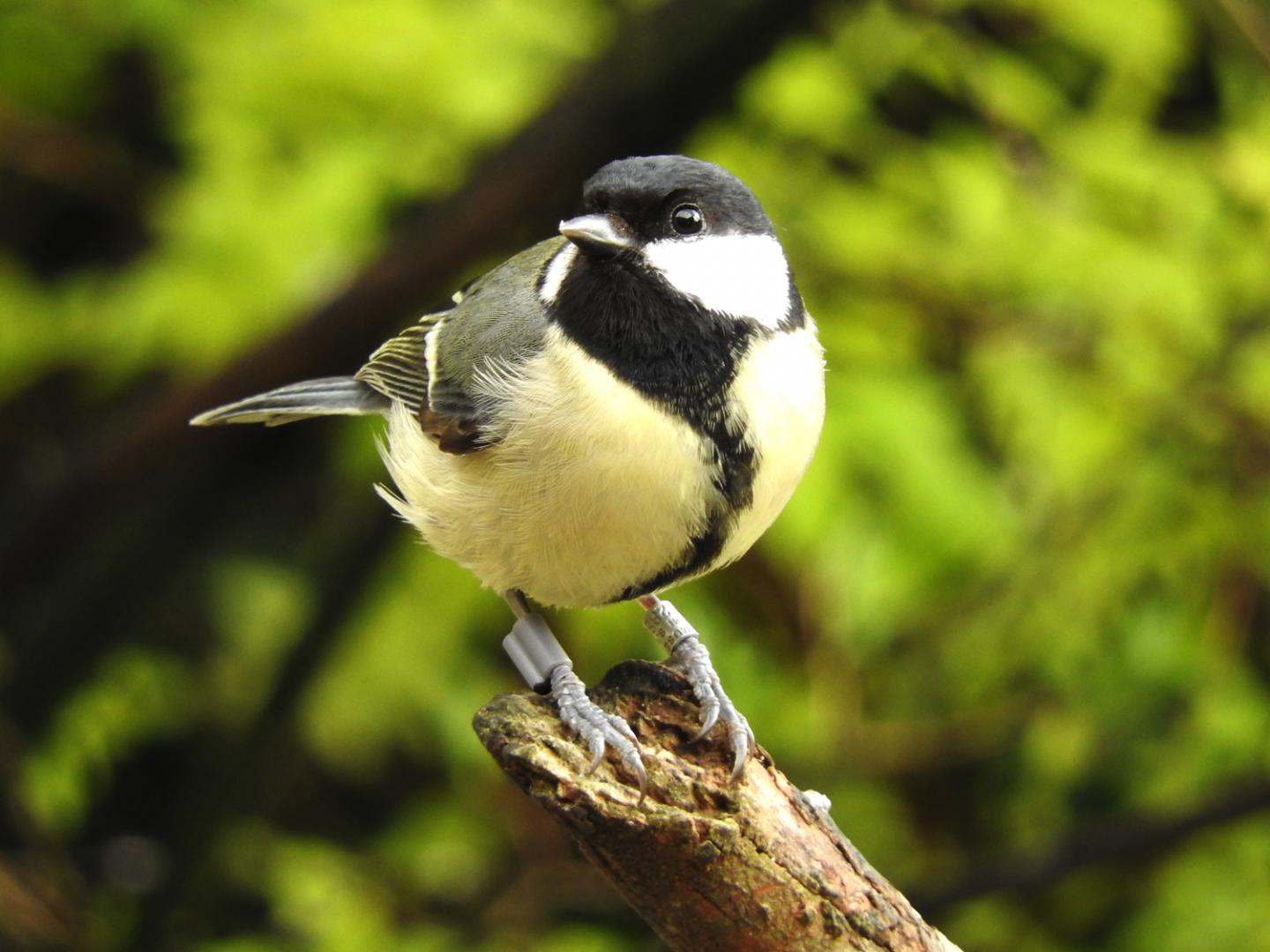 Great Tit with Radio-frequency Identification (RFID)