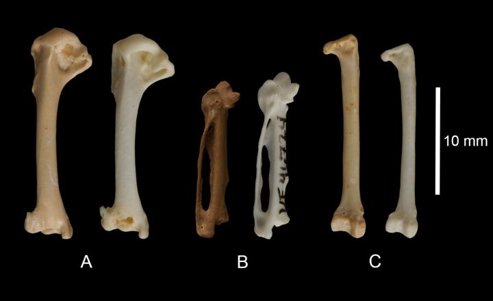 Comparisons of Three Long Bones Between Fossil (Left) and Modern (Right) Eastern Bluebird