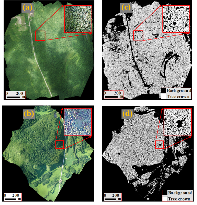 Performance of BAMOS on the extraction of tree crowns at typical sampling sites under complicated light conditions