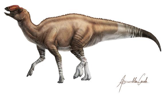 Strange new species of duck-billed dinosaur i | EurekAlert!