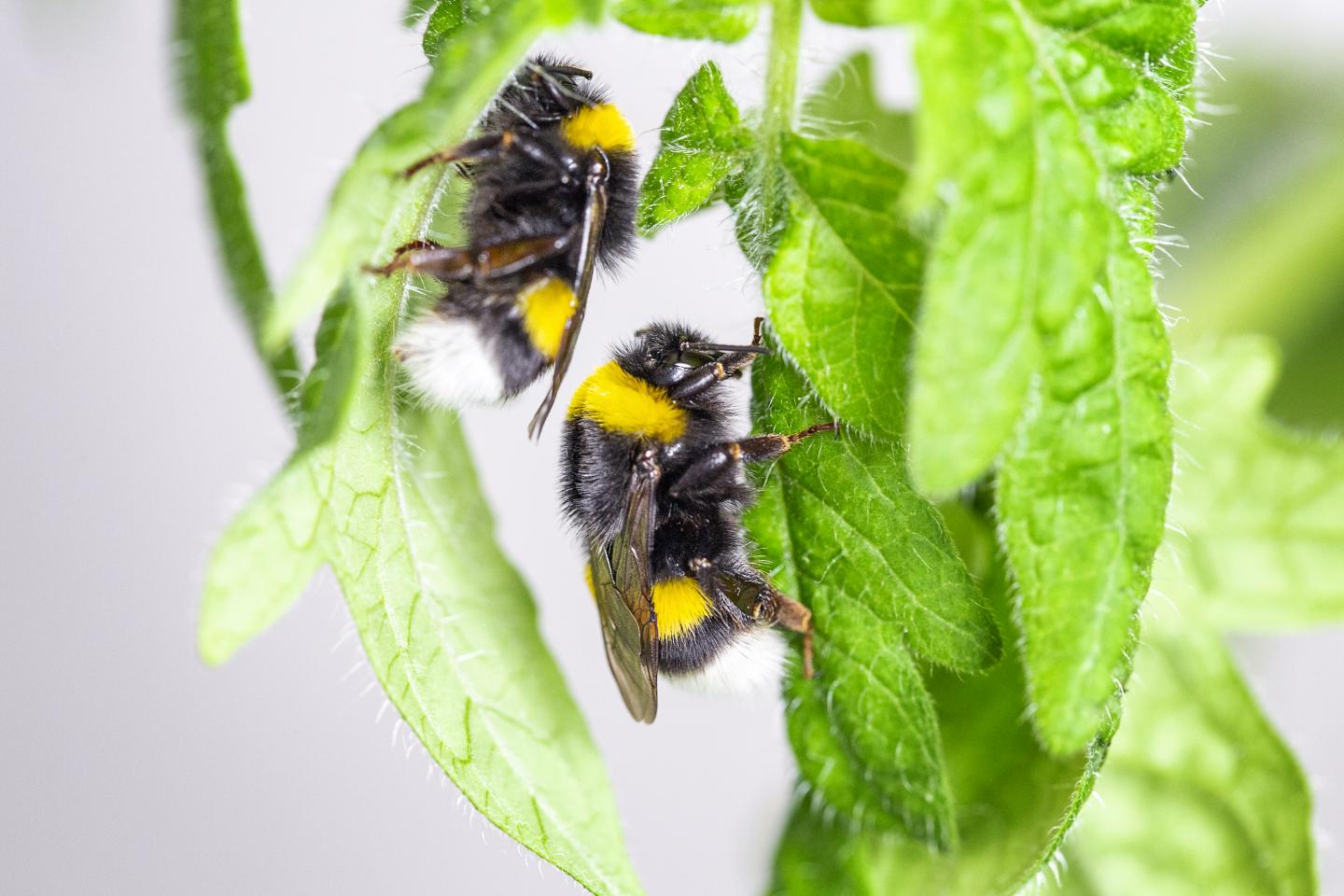 When Plant Pollen Scarce, Bumblebees Biting L EurekAlert!