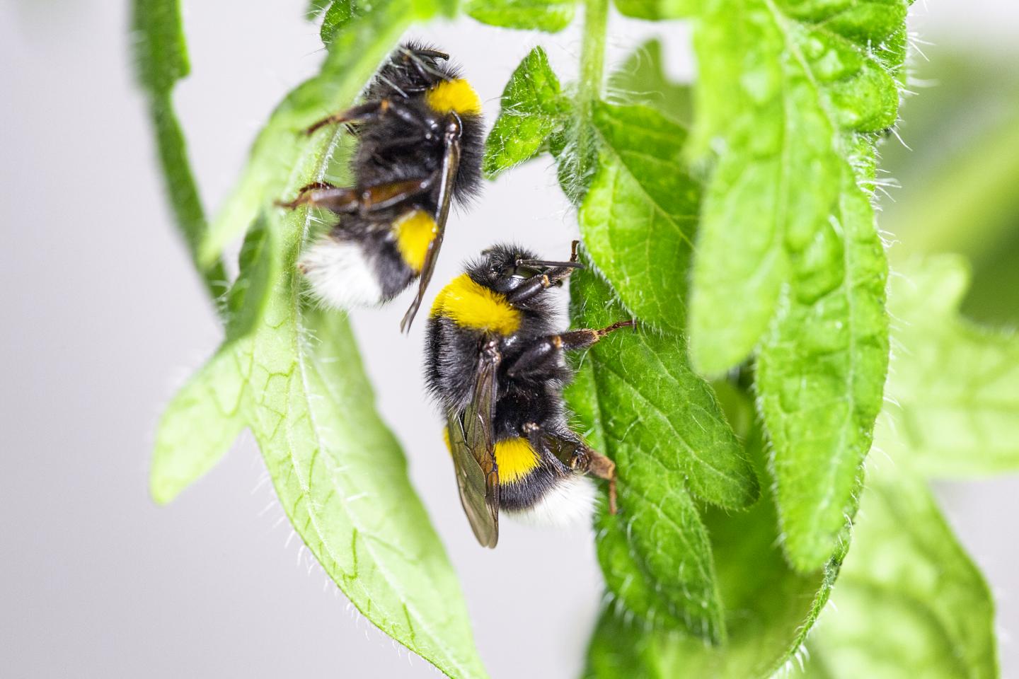 When Plant Pollen Scarce, Bumblebees Biting Leaves Causes Flowers to Bloom Early (1 of 6)