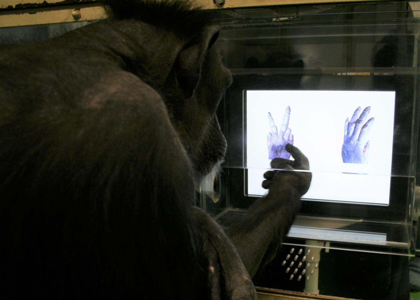 Chimpanzee Playing Rock-Paper-Scissors