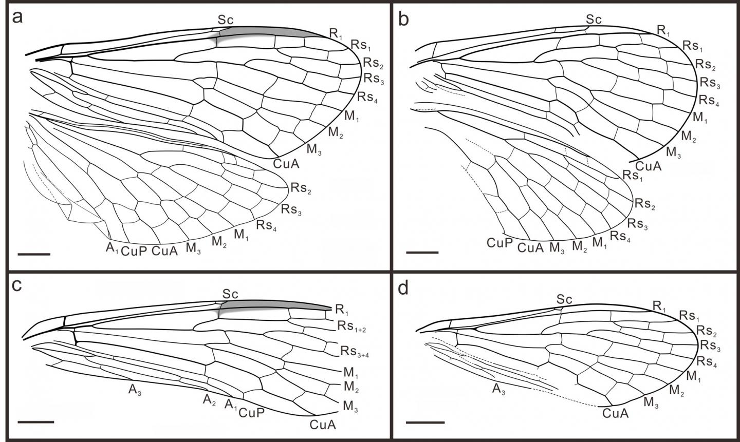 Wing Venation of Aneuretopsychidae