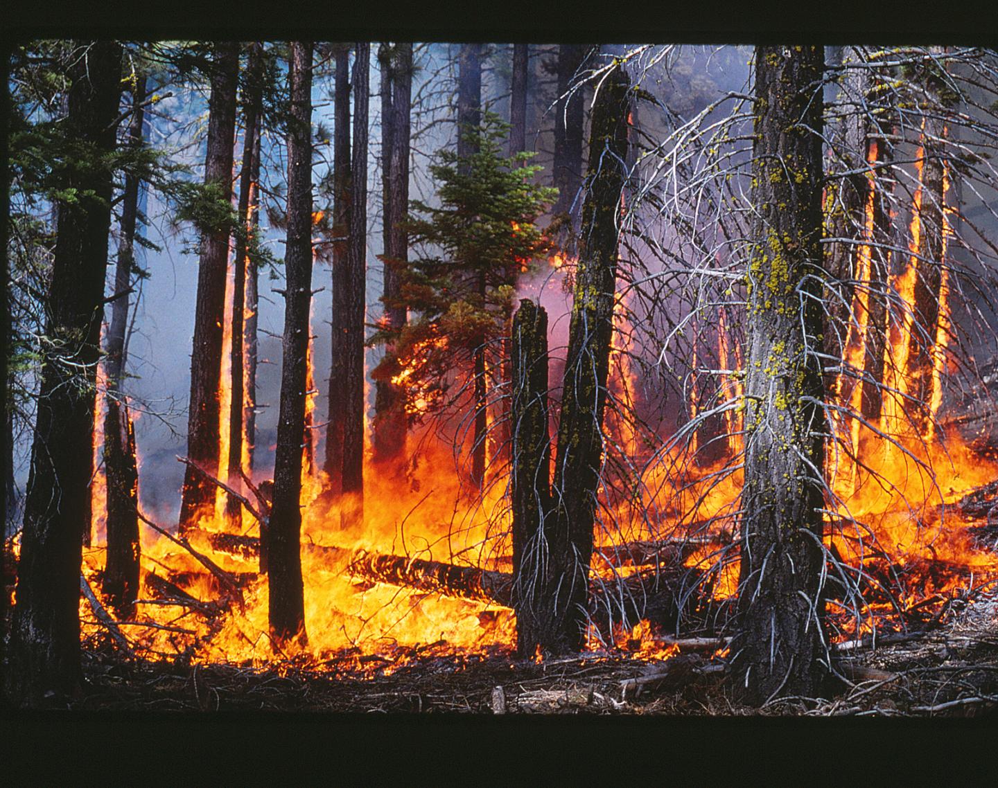 Controlled Burn in Lake Tahoe Basin
