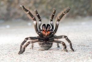 Persian Gold Tarantula in a defensive position