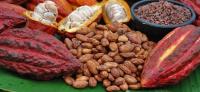 World's Largest Dietary Intervention Study of Cocoa Flavanols (1 of 2)