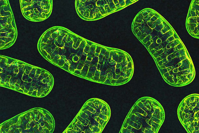 Fission of mitochondria
