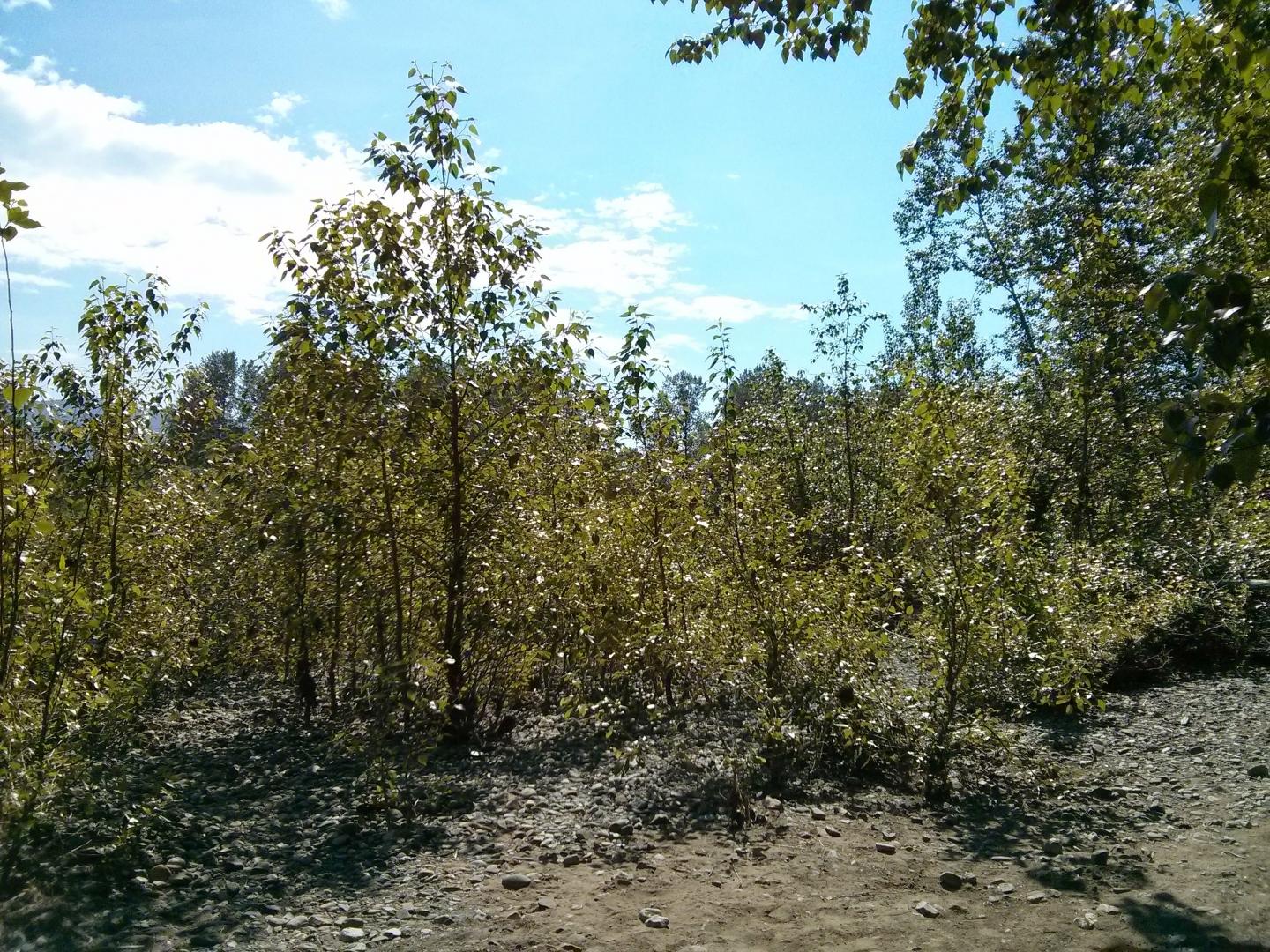 Poplars along river