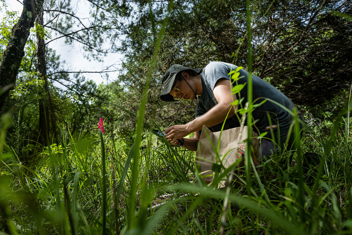 collecting grass for study of microbial symbiosis' impact on the climate-driven range shift of Texas grasses