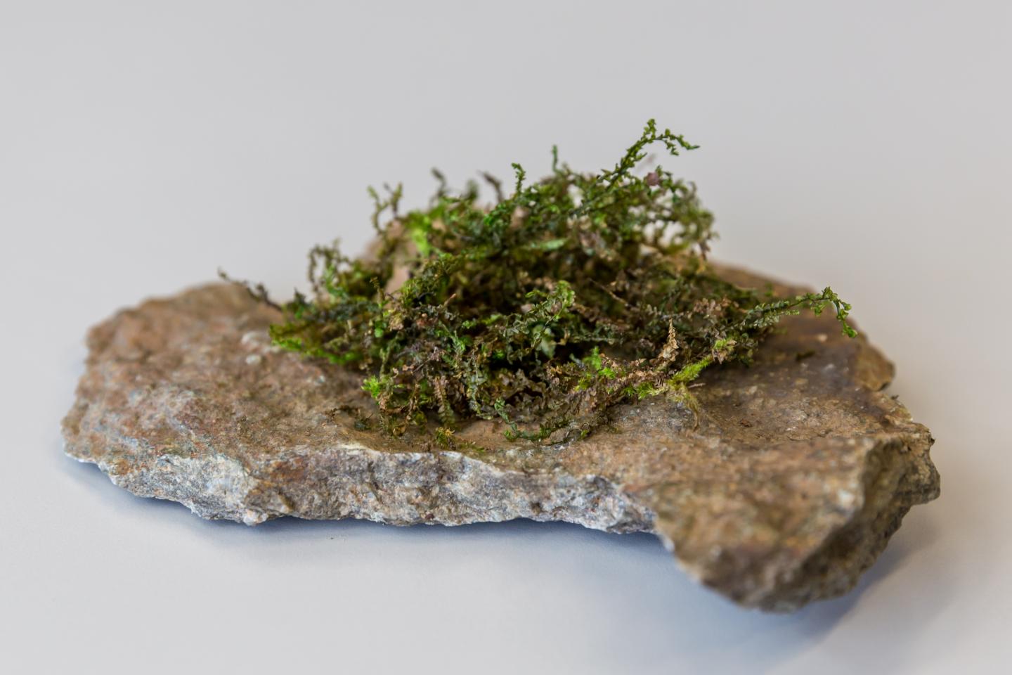 Liverwort: Probably More Medically Effective Than Hemp