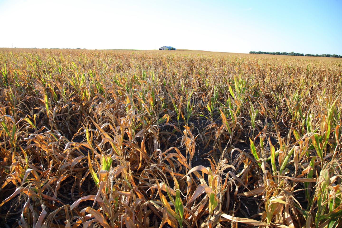 Illinois Transgenic Corn Field