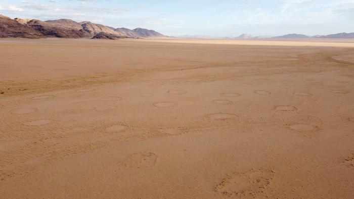 Fairy circles on a Namibian plain.