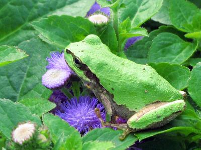 Frog Calls Inspire a New Algorithm for Wireless Networks