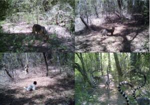 Camera traps