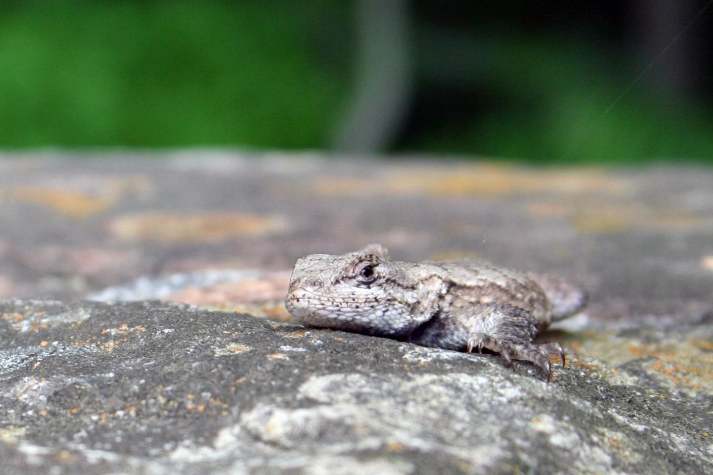 Lizard on Rock