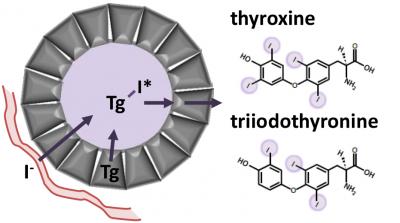 thyroglobulin structure