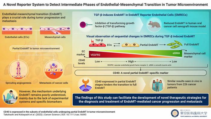 Towards a Better Understanding of Endothelial Cell Transformation in Cancer Progression