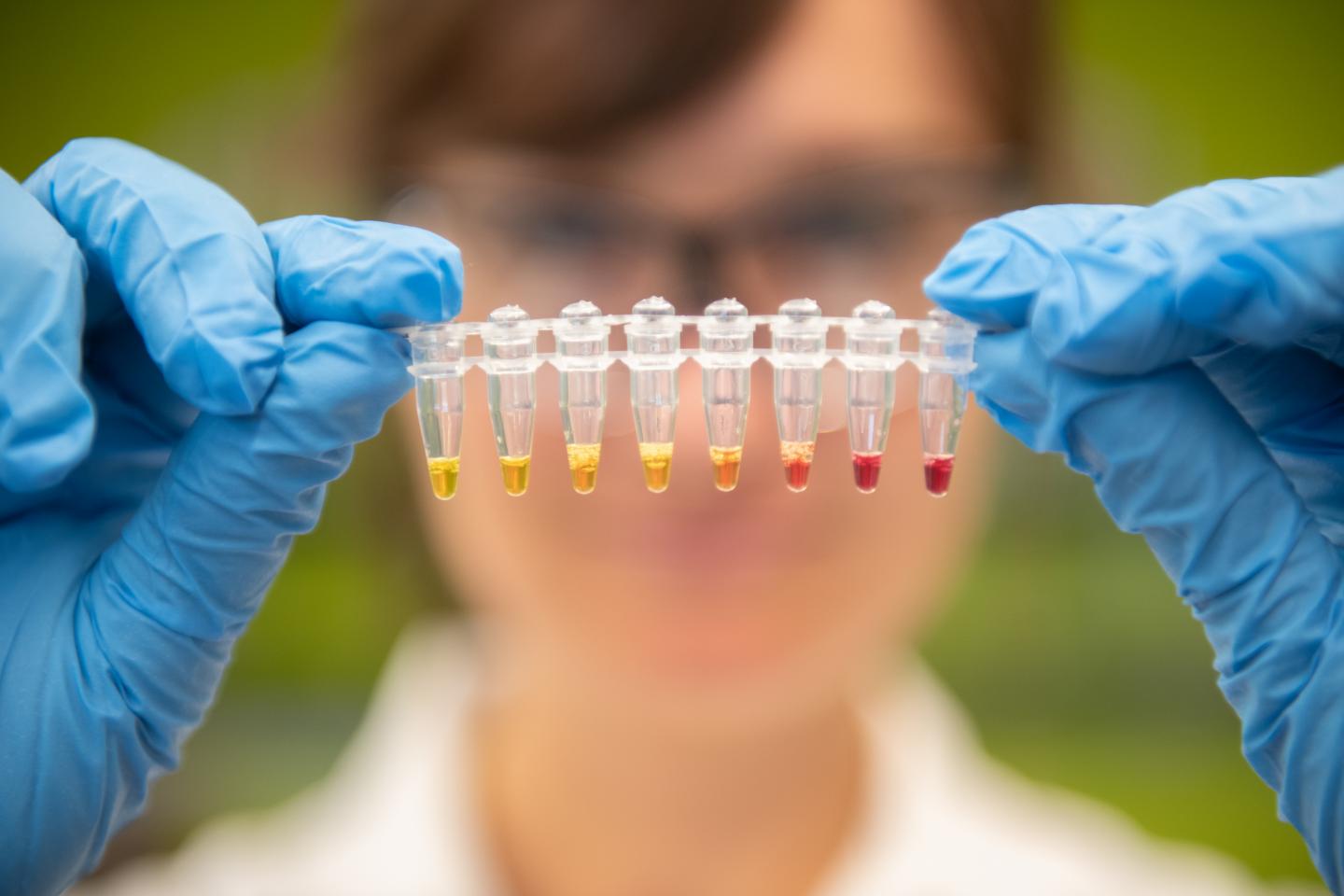 Zinc Deficiency Test Demonstra [IMAGE] EurekAlert! Science News Releases