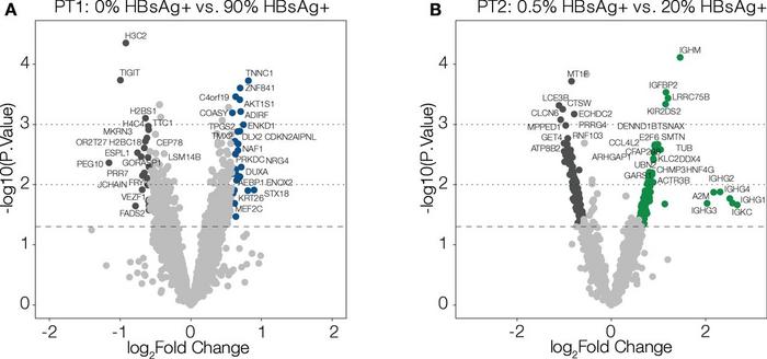 Minimal transcriptional differences between high and low areas of HBV surface antigen (HBsAg) expression.