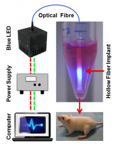 Blue Light Activates Genes on Demand (3 of 7) | EurekAlert!