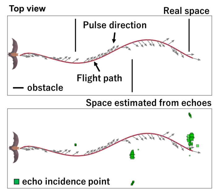 A comparison of actual versus simulated flight space for the bats