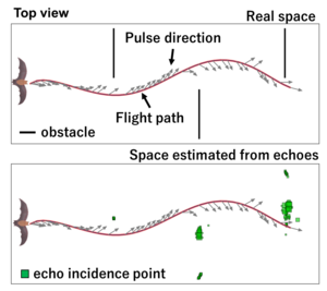 A comparison of actual versus simulated flight space for the bats