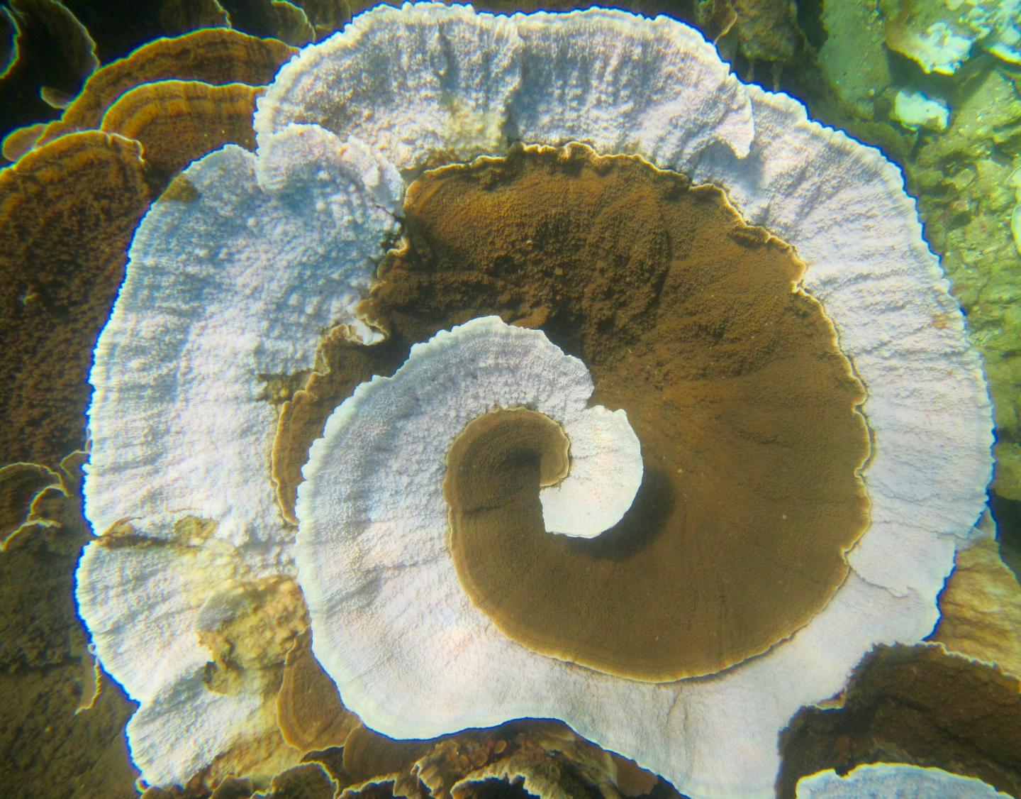 Bleached Coral
