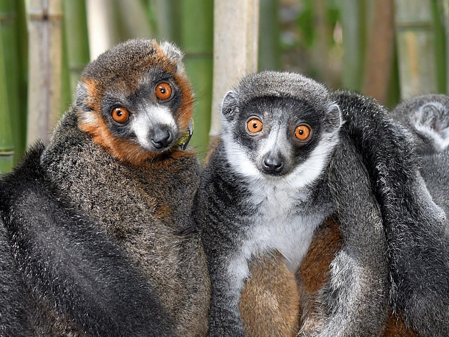 Mongoose lemur mates huddle at the Duke Lemur Center.