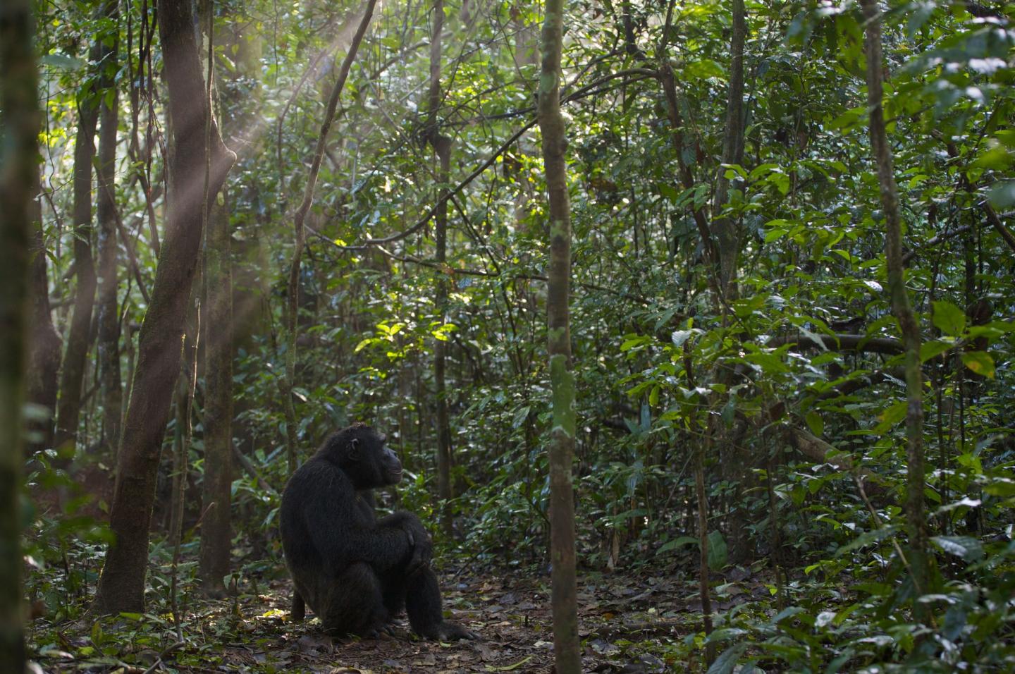 Aging Across Species