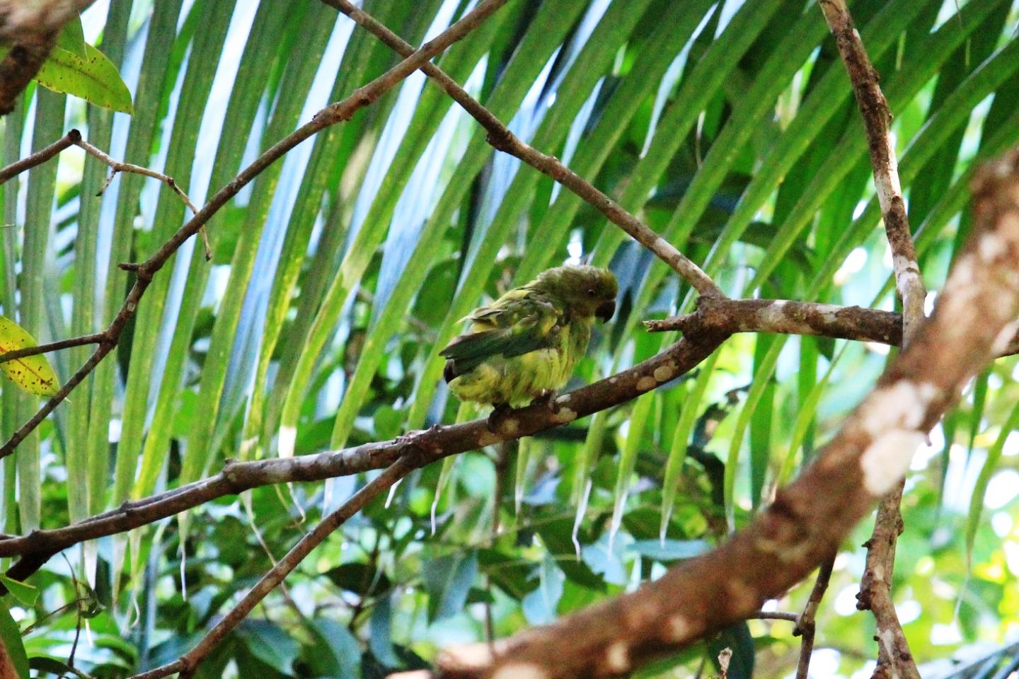 Mauritius 'Echo' Parakeet (<i>Psittacula eques</i>)