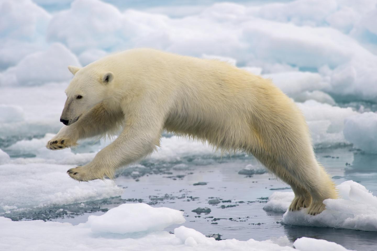 Arctic Polar Bear