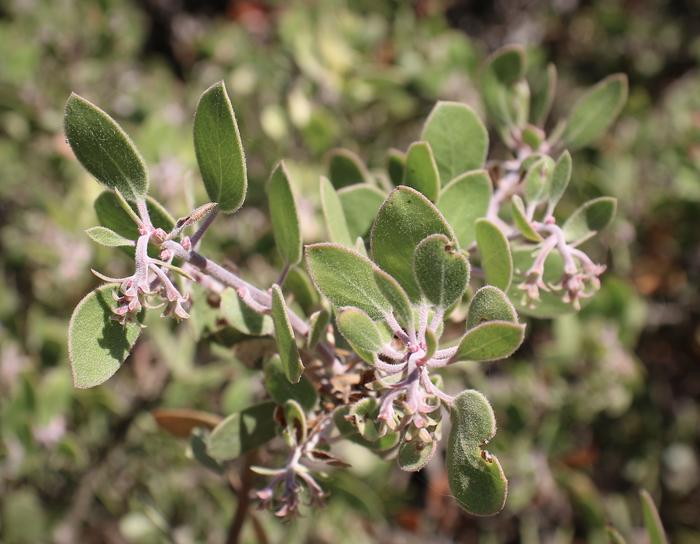 Young flowers