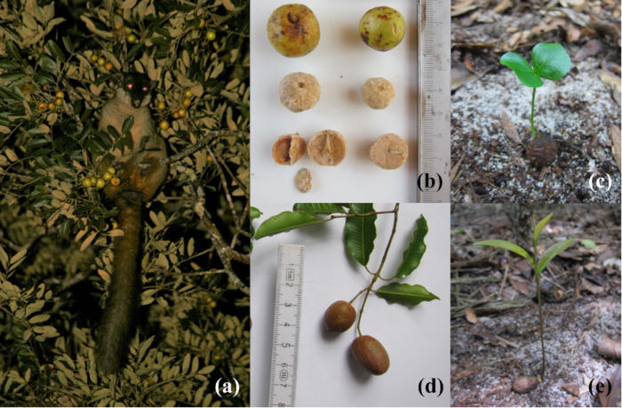 Lemurs, fruits, seeds, and biodiversity (Photo A)