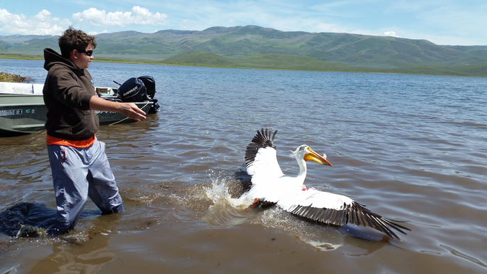 Pelican release at Strawberry Reservoir