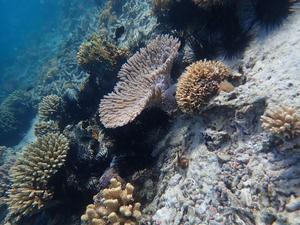 Sights from the Mange Reef, Mafia Island, Tanzania.JPG