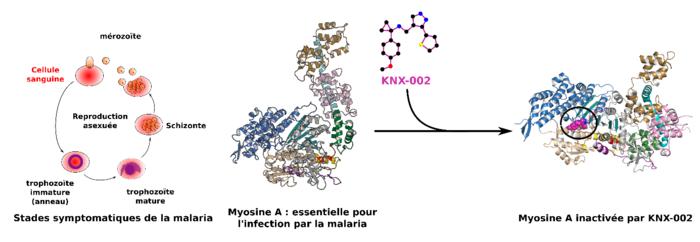 Malaria: New molecule with therapeutic potential