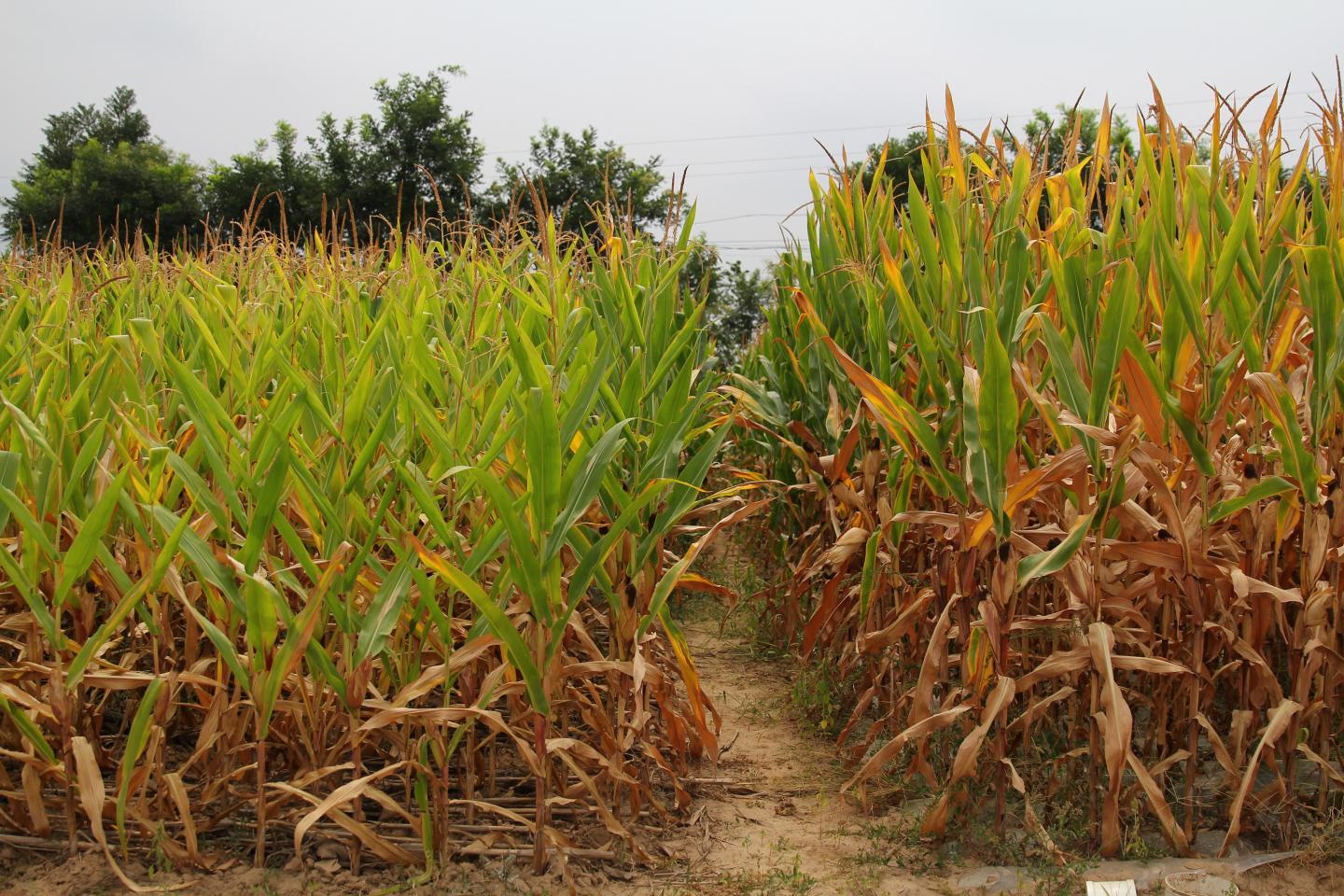 Corn Height Comparison