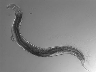 <i>C. elegans</i>