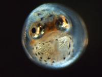 Pufferfish Embryo