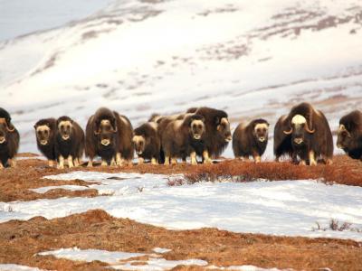 Musk Ox