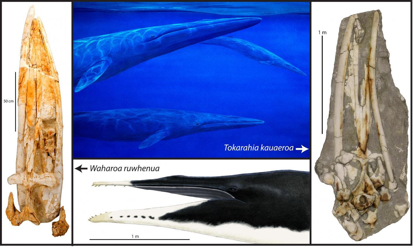 Newly Described Fossil Whale Species in New Zealand