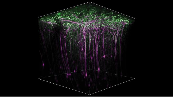 AMPA Receptors