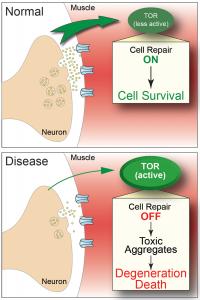 Synapse Defects and TOR activation