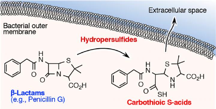 β-lactam antimicrobial agent degradation by reactive sulfur species and formation mechanism of carbothioic acid