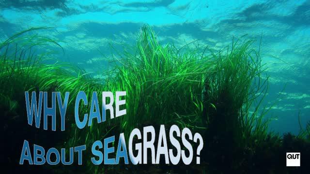 Saving Seagrasses